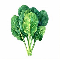 An isolated fresh spinach illustration watercolor vegetable.