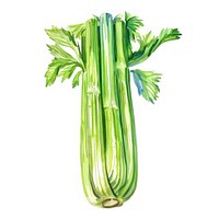 An isolated fresh celery food illustration watercolor.