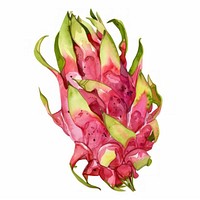 An isolated fresh dragon fruit illustration watercolor vibrant.