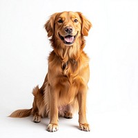 A golden retrival pupply happy sitting photography animal dog.