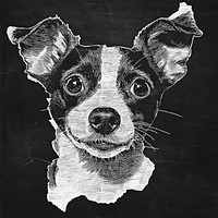 An isolated black and white real dog illustration animal style.