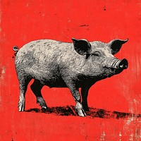 An isolated black and white real pig illustration background animal.