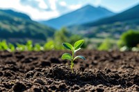 Plant soil landscape outdoors.