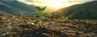 Plant soil landscape outdoors.