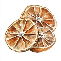 Dried Oranges illustration watercolor orange.