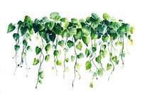 Hanging green plant watercolor botanical leaves vines.