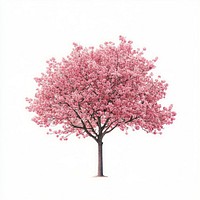 Sakura blossom flower tree flowers illustration springtime.