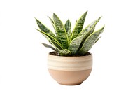 Real Sansevieria plant ceramic pot ceramic pot.