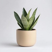 Real Sansevieria plant leaf pot decoration.