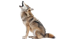 Wolf howling background wildlife animal.