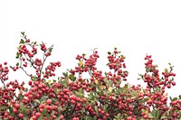 Real Barberries bush berry fruit photography.