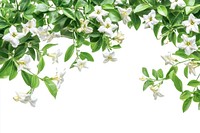 Real Jasmine bush background flowers leaves.