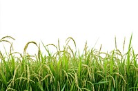 Rice field nature plants green.