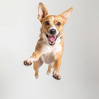 Jumping dog background animal canine.