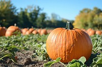 Real pumpkins outdoors harvest nature.