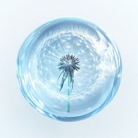 Dandelion inside encapsulated botanical ethereal.