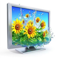 Thick monitor screen falling sunflower flowers realistic.