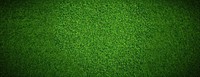 Green grass texture background surface lawn vegetation.