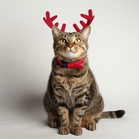 Cat wearing a red deer antlers pet accessories accessory.