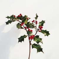 Christmas holly berries leaves plant.