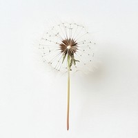 Photo of Fireworks background dandelion flower.