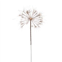 Photo of Sparklers background dandelion white.