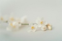 White paper background blurred flowers accessories.