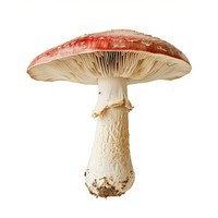 Cottagecore red mushroom fungus fungi illustration.