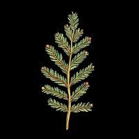 A christmas oat tree branch illustration plant botanical.