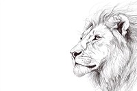 Lion illustration wildlife drawing.