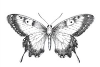 Butterfly illustration drawing sketch.