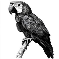 Parrot retro photocopy stipple effect white bird illustration.