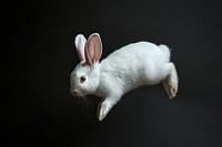 Real albino Rabbit rabbit background animal.