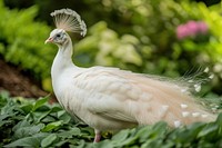 Elegant albino peacock bird white lush.