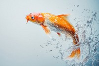 A koi fish splash water goldfish.