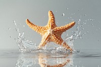 Starfish animal splash water.