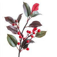 A christmas close up to the red Sprig of European holly with red plant leaf arrangement.