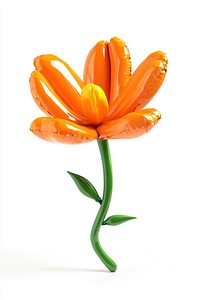 Marigold balloon flower orange.