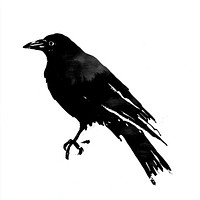 Crow silhouette blackbird ink.