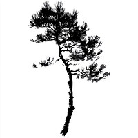 Pine tree silhouette drawing black.