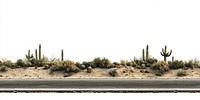 Real asphalt road cactus cacti landscape.