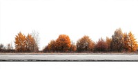 Real asphalt road autumn trees scenery.