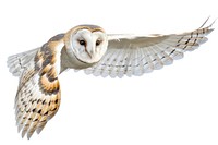 Barn owl flying background white bird.