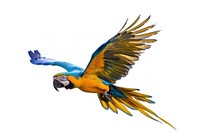 Macaw flying parrot bird photography.