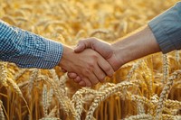 Two farmers shake hands wheat field collaboration.