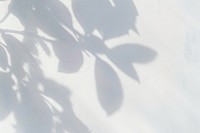 Shadow from plant white minimalist shadows.