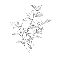 Hand drawn of plant drawing minimalist sketch.