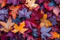 Colorful autumn leaves leaf background colorful.