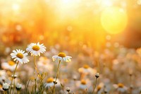 Daisies field sunlight daisies flowers.