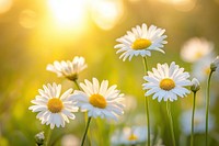 Daisies field flowers daisies daisy.